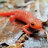 salamander_555