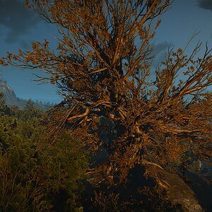 Ancient Oak & Bald Mountain Tree