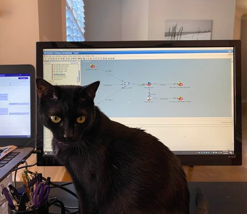 cat.jpg